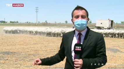 Konya Ovası'nı ve Şanlıurfa'yı kuraklık vurdu