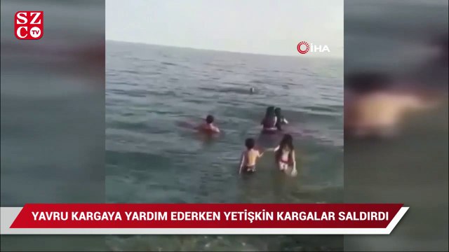 Denizdeki yavru kargaya yardım edeyim derken, yetişkin kargaların saldırısına uğradı
