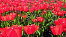 A Beleza das flores na natureza - Um colirío para os nossos olhos