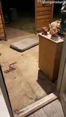 Labrador Brings Unwanted Present Back to Her People