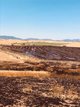 Tarlada çıkan yangın buğday ekili alana zarar verdi
