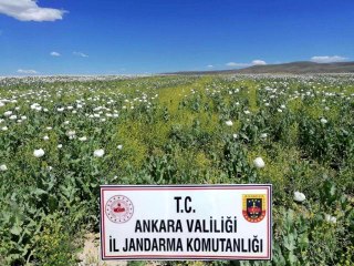 Başkent'te ekiminin izinsiz yapıldığı tespit edilen 218 bin 253 kök haşhaş bitkisi imha edildi