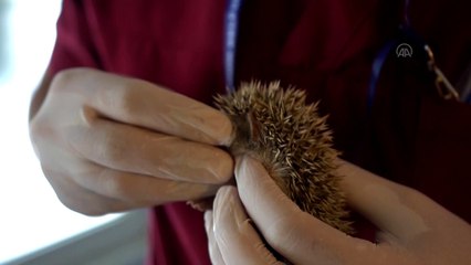 MUĞLA - Bodrum'da anneleri ölen üç yavru kirpi korumaya alındı