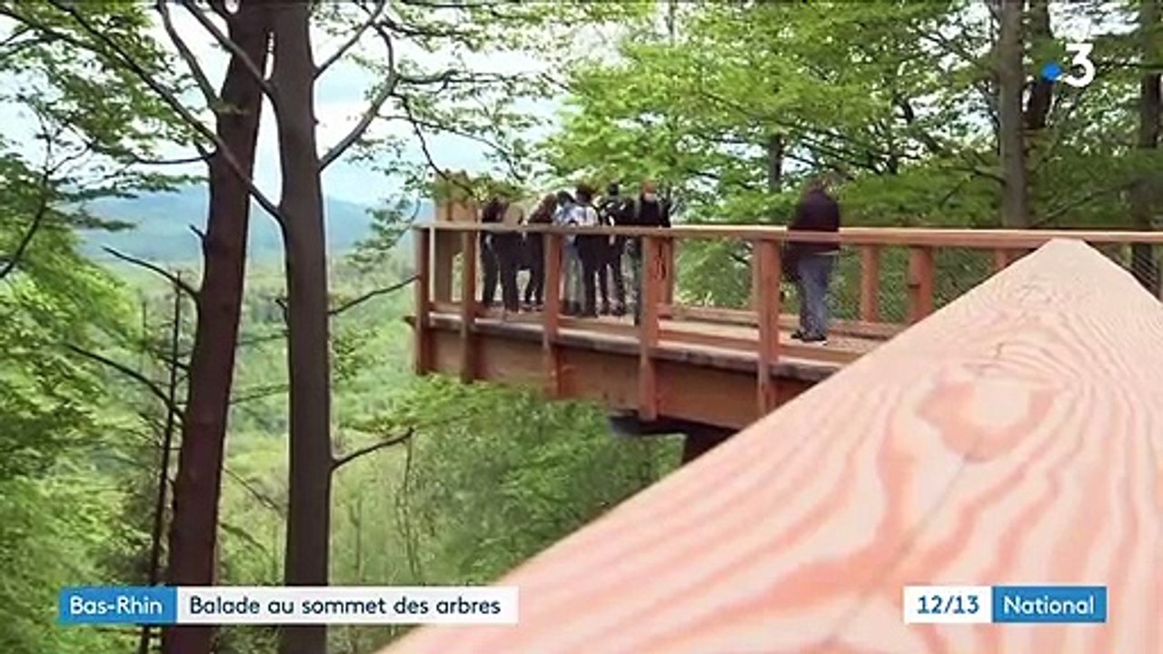 Bas-Rhin : promenade au sommet des arbres sur le chemin des cimes