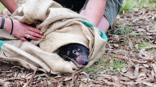 Diabos 'históricos'