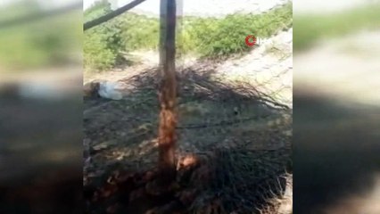 Kurtlar 18 küçükbaş hayvanı telef etti