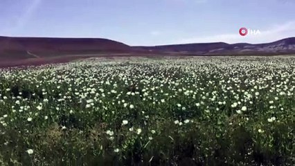 - Başkent’te ekiminin izinsiz yapıldığı tespit edilen 218 bin 253 kök haşhaş bitkisi imha edildi