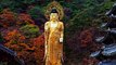 Buddha Purnima Whatsapp Status| Buddham Saranam Status| Gautama Buddha Jayanti Status|#बुद्धपौर्णिमा