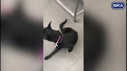 Footage of mistreated pets released after RSPCA case