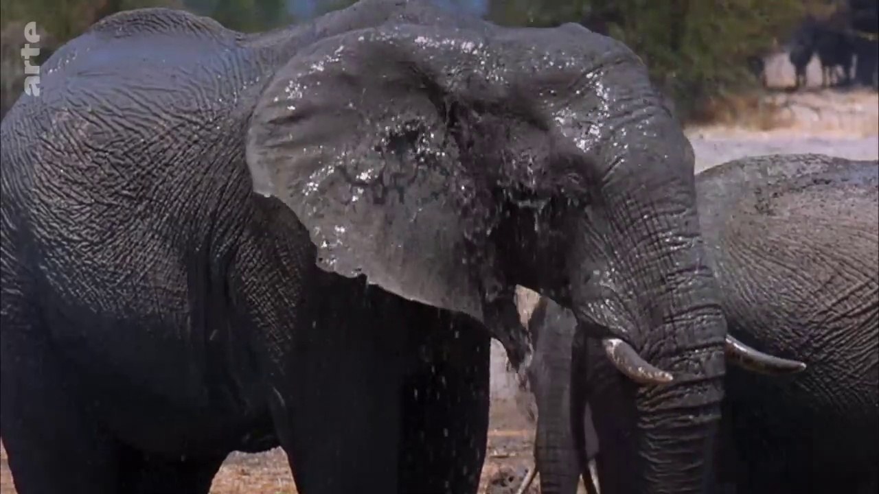 Les superspouvoirs des animaux - Les éléphants