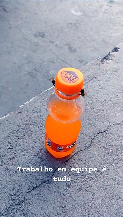 Des abeilles se mobilisent pour ouvrir une bouteille de soda