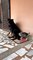 Annoyed Rottweiler Kicks Playful Husky Puppy