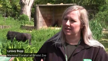 A baby gorilla is being raised by a surrogate at Bristol Zoo
