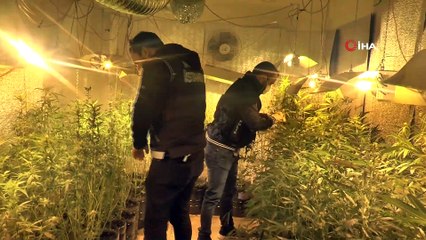 Beykoz'da 300 kök hint keneviri ele geçirildi