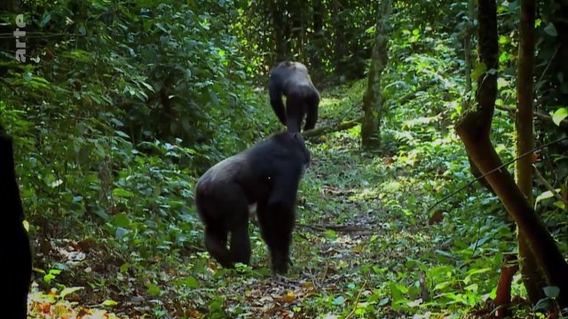 Les superspouvoirs des animaux - Les grands singes