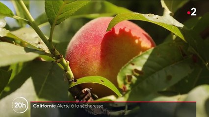 États-Unis : la Californie sévèrement frappée par la sécheresse