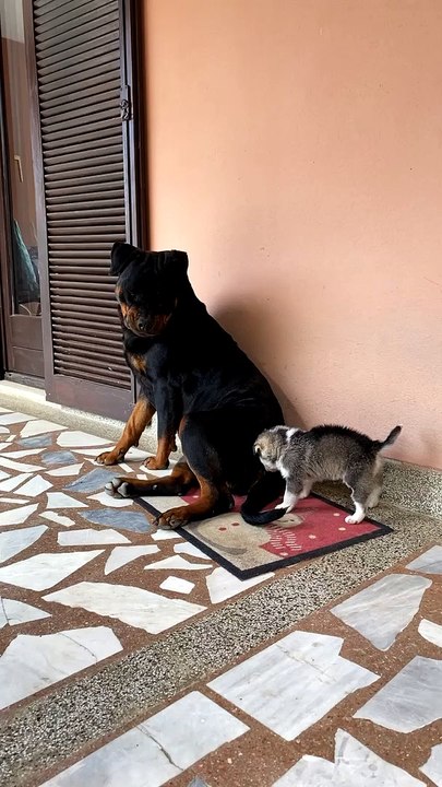 Annoyed Rottweiler Kicks Playful Husky Puppy