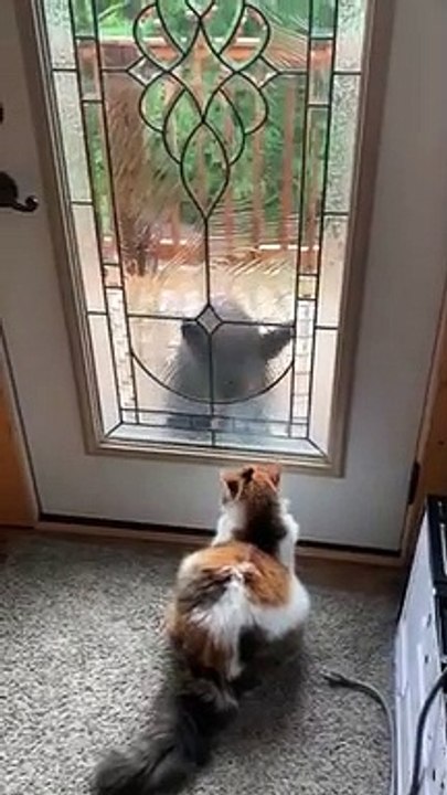 Cat Doesn't Like Bear Cub at Front Door