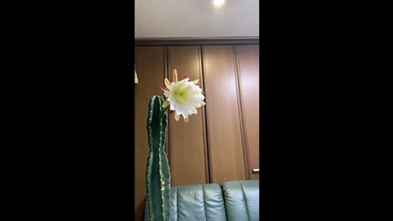 タイムラプス　何年かに一度　一夜だけ咲いて朝には萎むサボテンの花