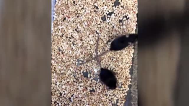 La revista Nature publica una investigación, con firma española, que permitirá reducir a la mitad la curación de lesiones musculares