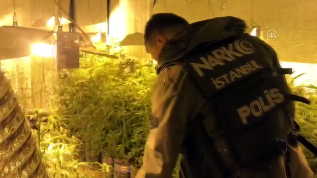 İSTANBUL - Beykoz’daki uyuşturucu operasyonunda 300 kök Hint keneviri ele geçirildi