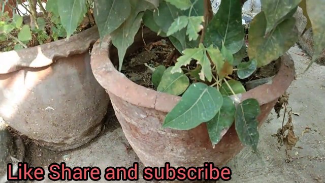 Kozhi valarpu in tamil /indian tamil channel /country chicken update