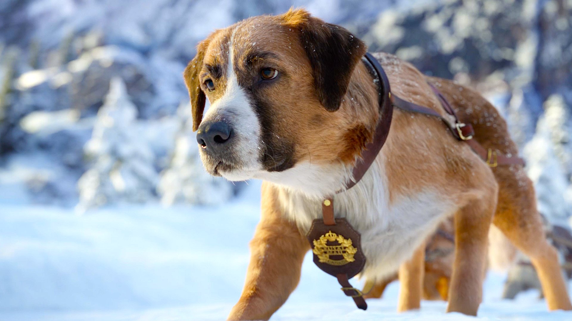 The Call Of The Wild With Harrison Ford New Lead Dog Clip Video Dailymotion
