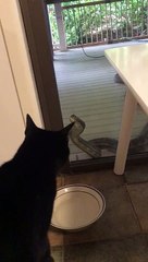 Massive Python Eyeing Down Cat
