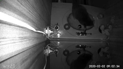 Cat Uses Sink as a Litter Box