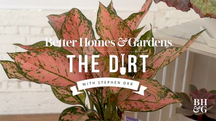 Houseplants with Pink Foliage