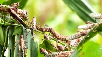 Locust plague: Millions at risk of famine
