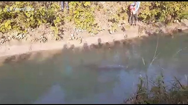 Rare dolphin rescued from water channel and returned to river in north India