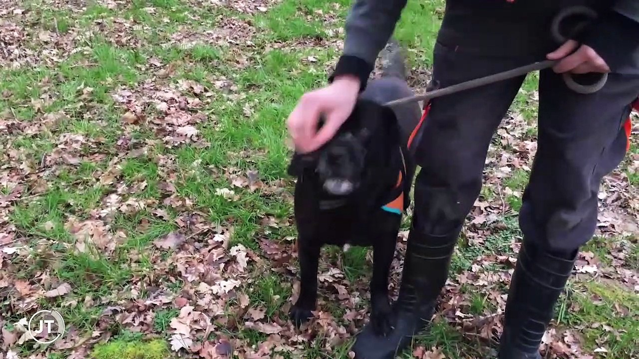 SPA  qui sont ces chiens et chats difficiles à adopter?