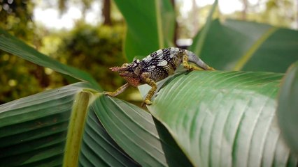 raoul-kopacka__two-horned-chameleon