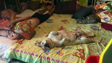 Adorable Bulldog Imitates Owner and Lounges on His Back 🐶