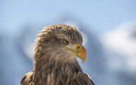 You Can Go Skiing With Eagles and Help Bring Them Back to the Wild of the French Alps