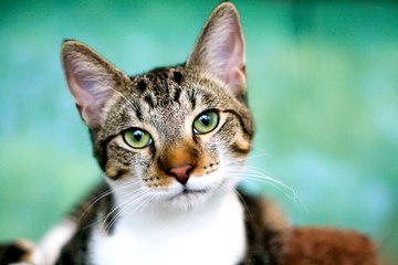 Chester, Tux, and Other Perfect Names for Your Boy Cat