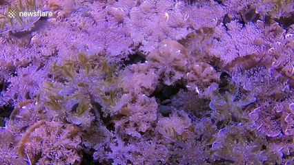 Satisfying and fascinating look at upside down jellyfish off Australia's Gold Coast