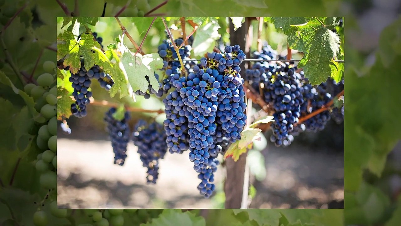 What Americans Boozed On Throughout History