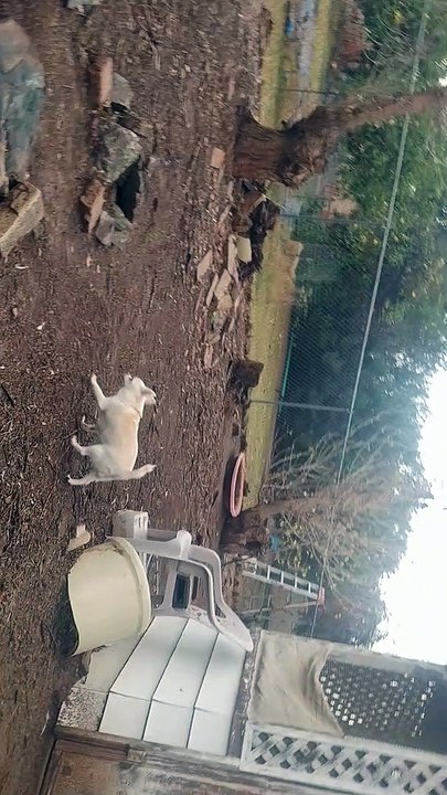 Backyard Walk