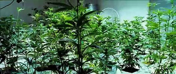 Savages (2012) - Bande annonce