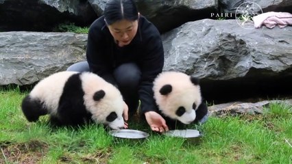 Primeros pasos de pandas gemelos