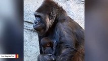 It's A Girl! Los Angeles Zoo Celebrates Birth Of Adorable Gorilla