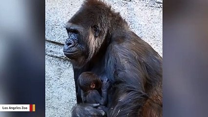 下载视频: It's A Girl! Los Angeles Zoo Celebrates Birth Of Adorable Gorilla