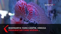 Pesona Cantik Ikan Lou Han, Bernilai Puluhan Juta Rupiah