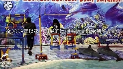 CollectionVideo-petmao_curation-petsmao.nownews|petmao_nownews-copy2-PetsMaoParser-2020/02/11-09:30