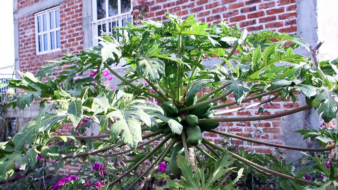La Planta de Papaya de mi MamáTiene Mucha Fruta