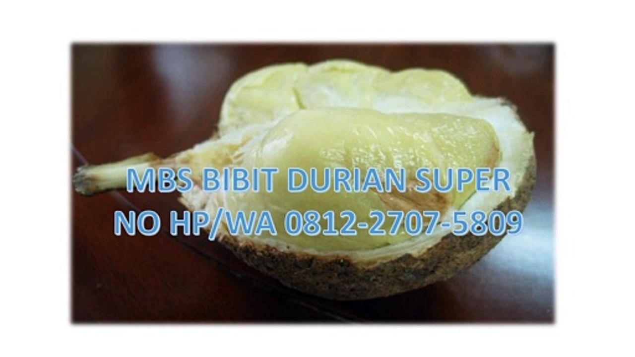 GROSIR, WA 0812-2707-5809, Bibit Durian Cabang Tiga Sulawesi Selatan