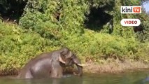 Gajah berenang seberangi tasik di Terengganu