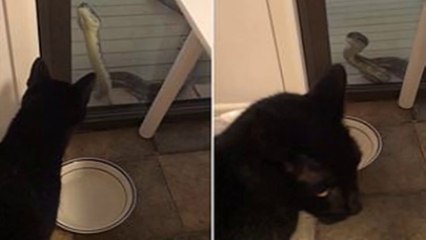 a massive python named 'Mr Sniffles' faces off with terrified pet cat through glass